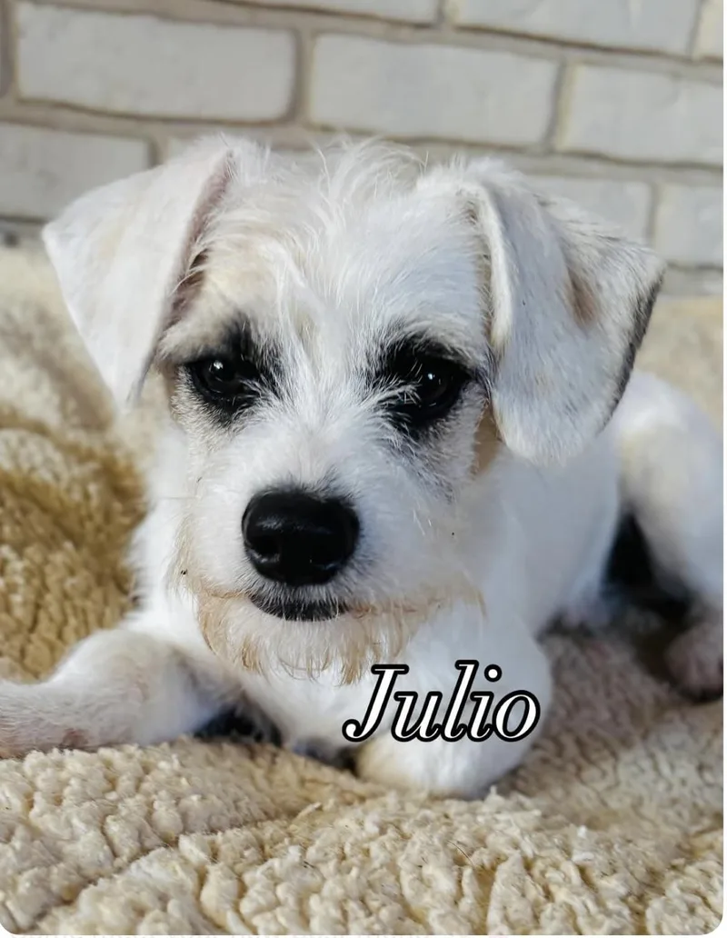 A young small-sized male Terrier dog named Julio for adoption in San Ysidro, CA
