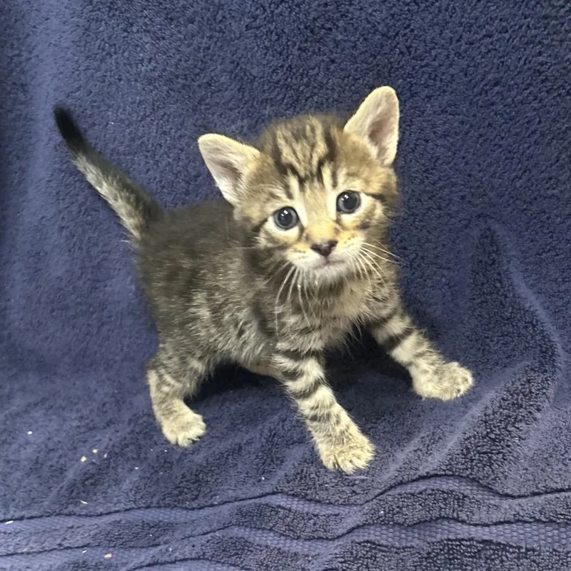 A baby small-sized female Brown / Chocolate Domestic Short Hair cat named Toast for adoption in Oyster Bay, NY