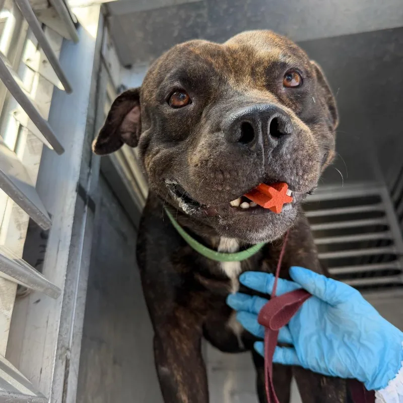 An adult medium-sized male Brindle Pit Bull Terrier dog named Brainiac for adoption in Edinburg, TX