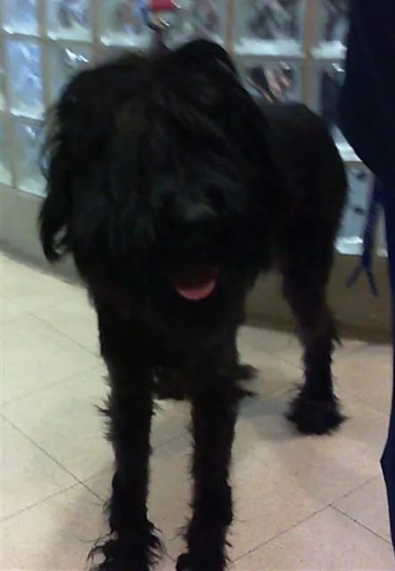 A young medium-sized female Giant Schnauzer dog named Molly for adoption in Huntsville, AL