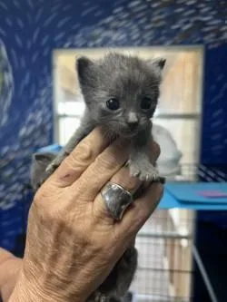 A baby small-sized male Domestic Short Hair cat named Legolos for adoption in West Memphis, AR