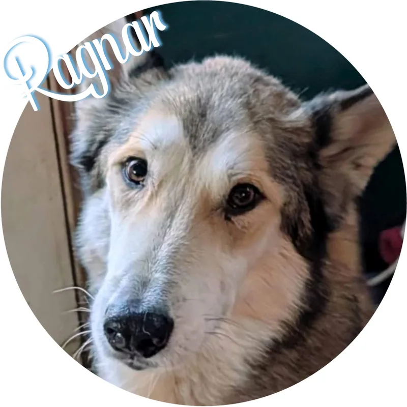 An adult large-sized male Apricot / Beige Siberian Husky dog named Ragnar for adoption in Wasilla, AK
