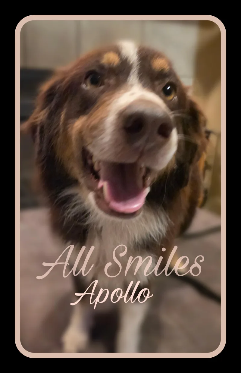 Apollo