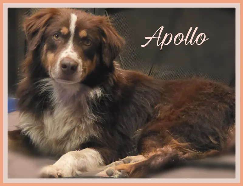 Apollo thumbnail 2