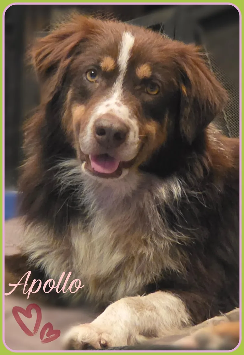 Apollo thumbnail 4