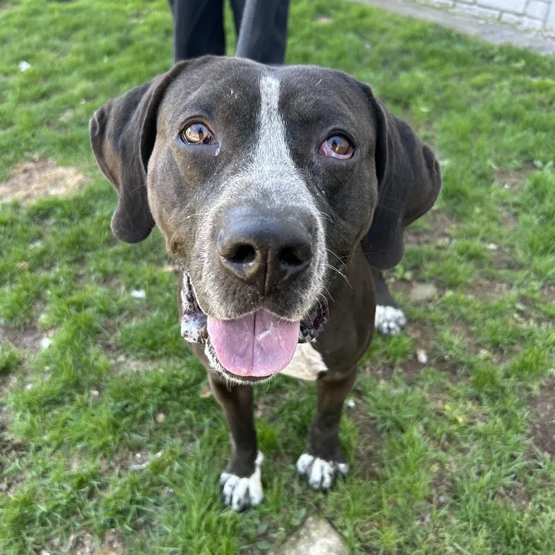An adult medium-sized male Black Hound dog named Malachi for adoption in Weimar, CA