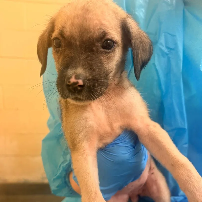 A baby small-sized female Yellow / Tan / Blond / Fawn Mixed Breed dog named Maisie for adoption in Corinth, MS
