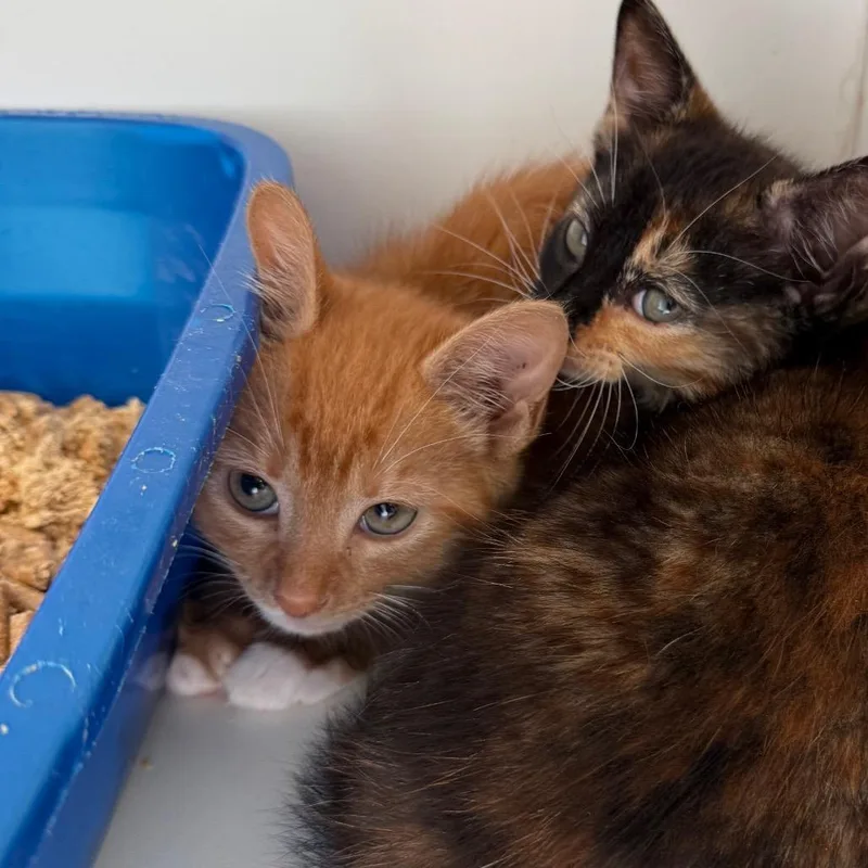 A baby small-sized male Orange / Red Domestic Short Hair cat named Benny for adoption in Port Richey, FL