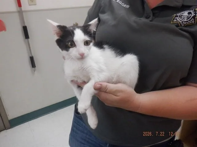 A baby small-sized female Domestic Short Hair cat named Shadow for adoption in Oroville, CA