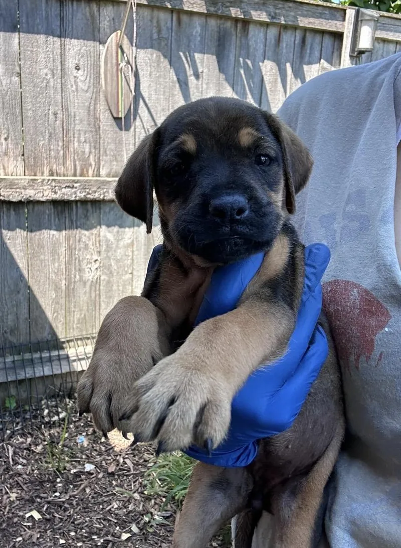 A baby medium-sized female Black Golden Retriever dog named Chai for adoption in Wonder Lake, IL