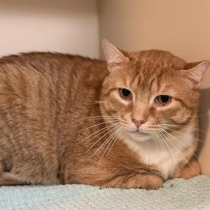 An adult large-sized male Tabby (Orange / Red) Domestic Short Hair cat named Warrior for adoption in Victor, NY