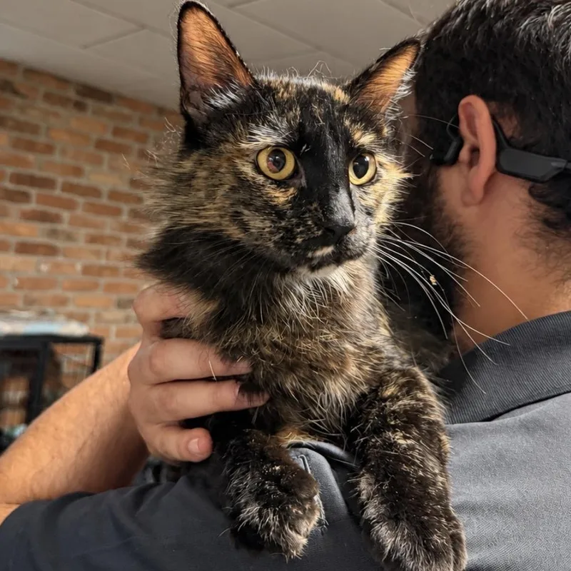 An adult medium-sized female Tortoiseshell Domestic Medium Hair cat named Gretchen for adoption in Pocatello, ID