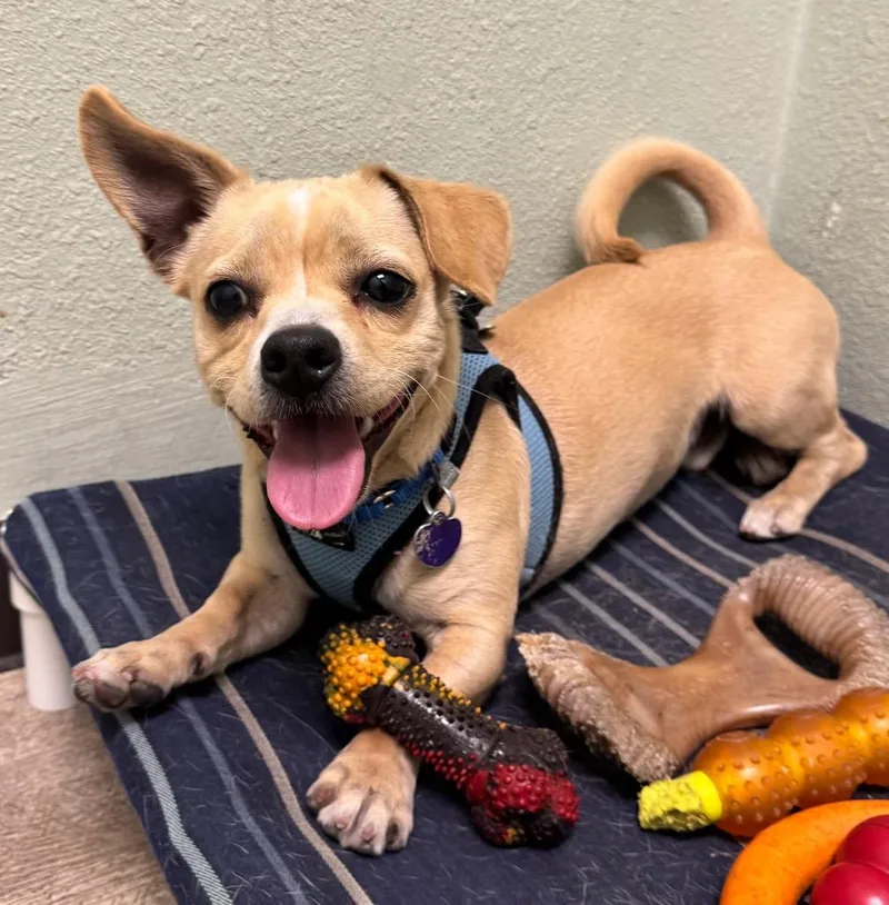 Peanut Pup thumbnail 2