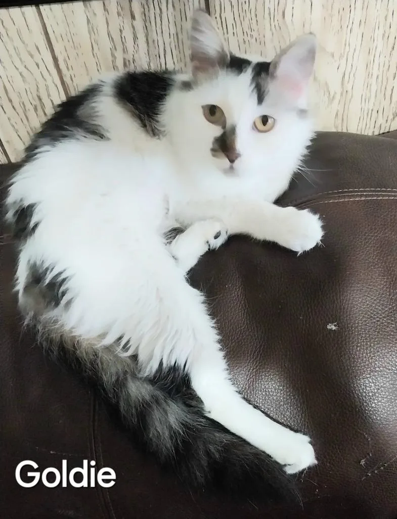 A young large-sized female Domestic Medium Hair cat named Goldie for adoption in San Jacinto, CA
