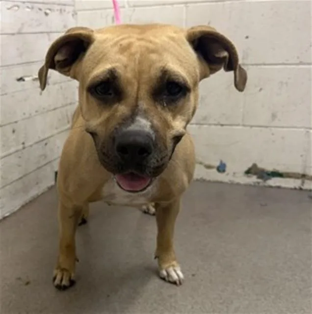A young medium-sized female Pit Bull Terrier dog named Florence for adoption in San Bernardino, CA