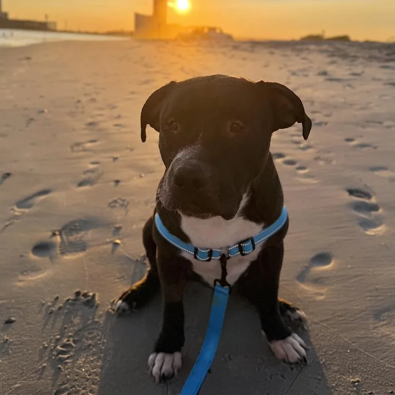 An adult medium-sized male Black Pit Bull Terrier dog named Cody for adoption in Medford, NJ