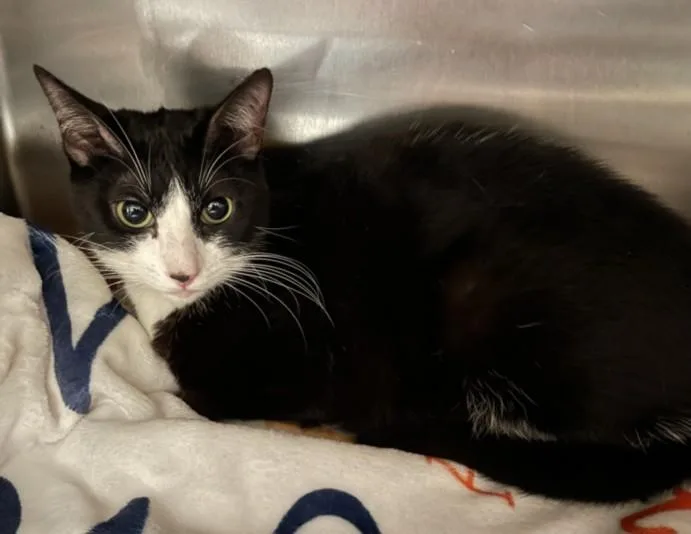 An adult large-sized female Domestic Short Hair cat named Ariel for adoption in San Pedro, CA