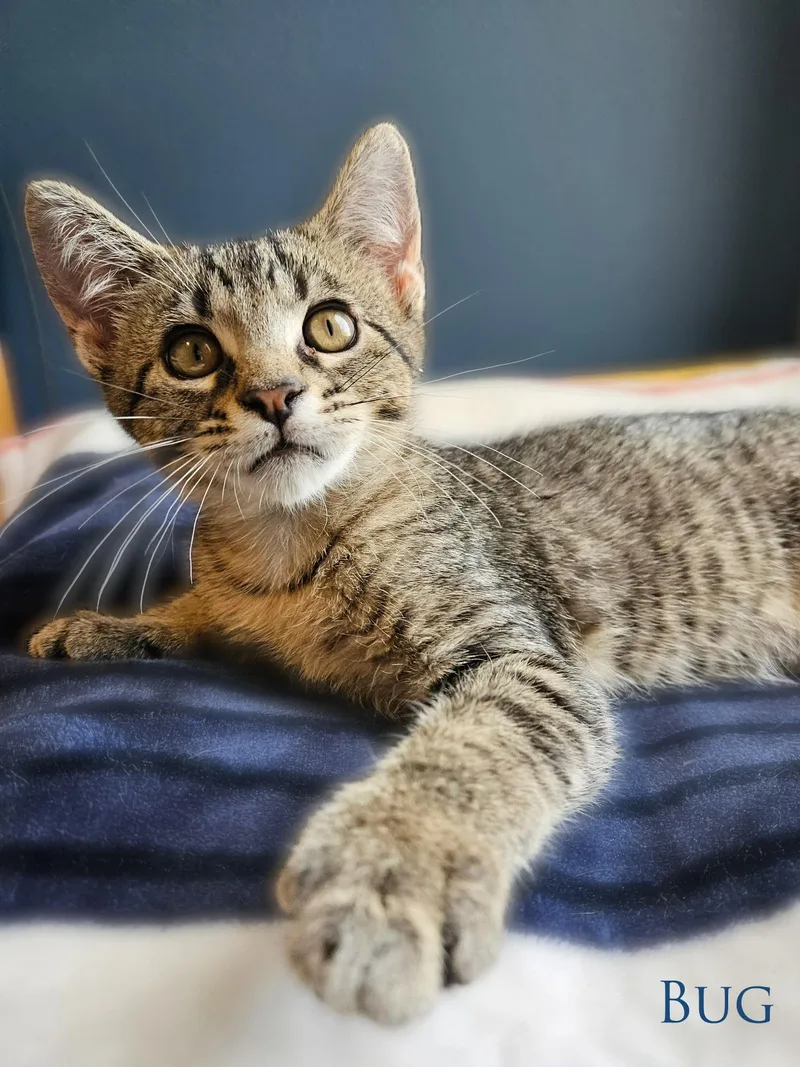 A baby medium-sized male Tabby (Brown / Chocolate) Domestic Short Hair cat named Bug for adoption in Dodgeville, WI