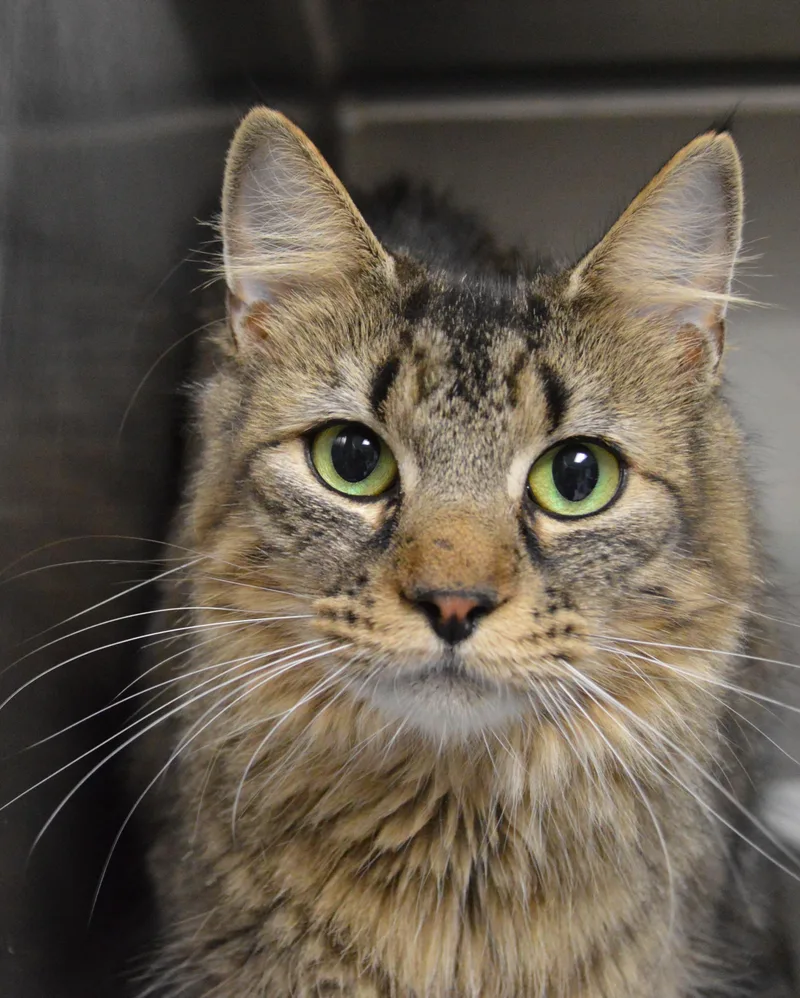 A young medium-sized female Tabby (Brown / Chocolate) Domestic Medium Hair cat named Grilled Cheese for adoption in House Springs, MO