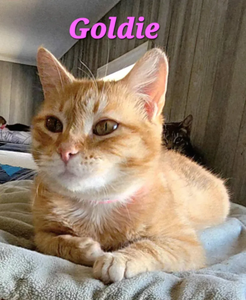 An adult medium-sized female Orange & White Tabby cat named Goldie for adoption in Macon, GA