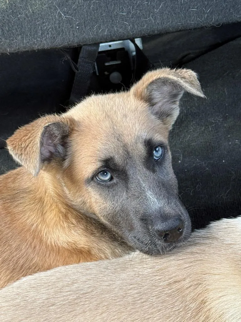 A young medium-sized female Shepherd dog named Nessy for adoption in Tehachapi, CA