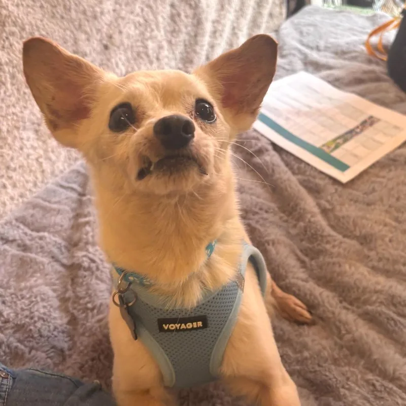 A senior small-sized male White / Cream Chihuahua dog named New Wave for adoption in San Francisco, CA