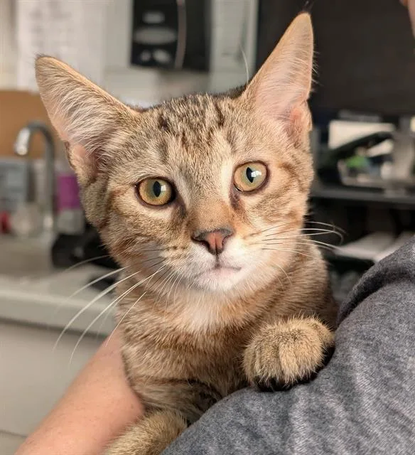A baby small-sized male Domestic Short Hair cat named Marvin for adoption in Canfield, OH