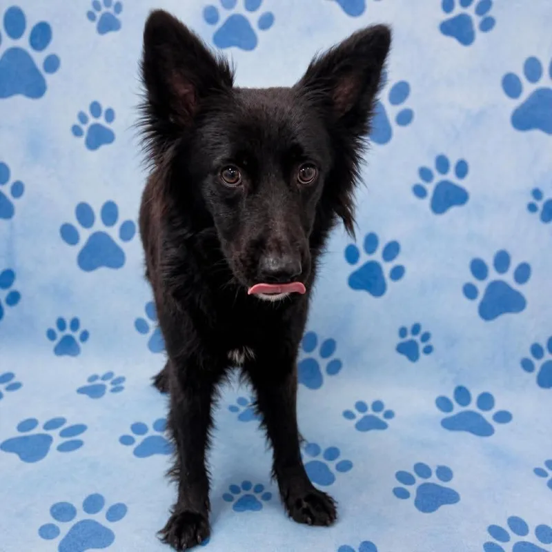An adult medium-sized female Black Mixed Breed dog named Maisy for adoption in Memphis, TN