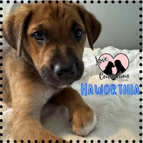 A baby medium-sized male Brown / Chocolate Australian Shepherd dog named Haworthia for adoption in Gilbert, AZ