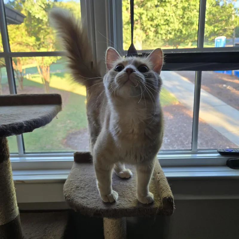 An adult medium-sized male Buff / Tan / Fawn Domestic Medium Hair cat named Ted & Truman for adoption in Belmont, NC