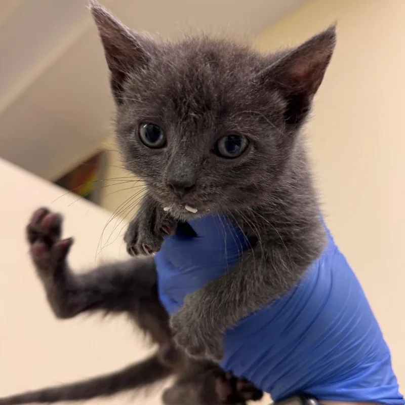 A baby small-sized male Gray / Blue / Silver Domestic Short Hair cat named Wolfy for adoption in Lynchburg, VA