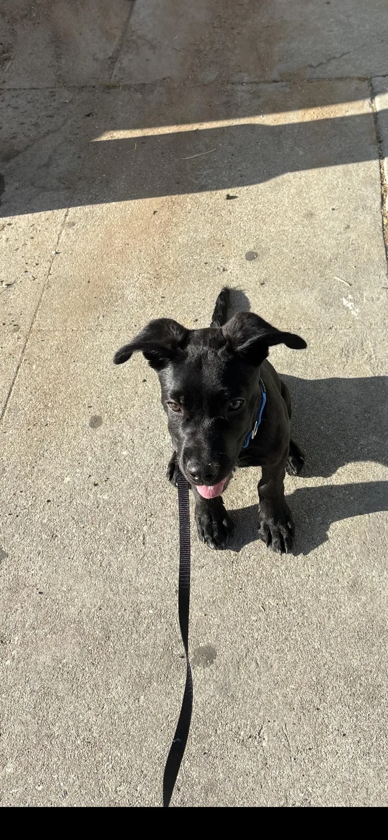 A baby large-sized female Black Labrador Retriever dog named Nori for adoption in West Hollywood, CA