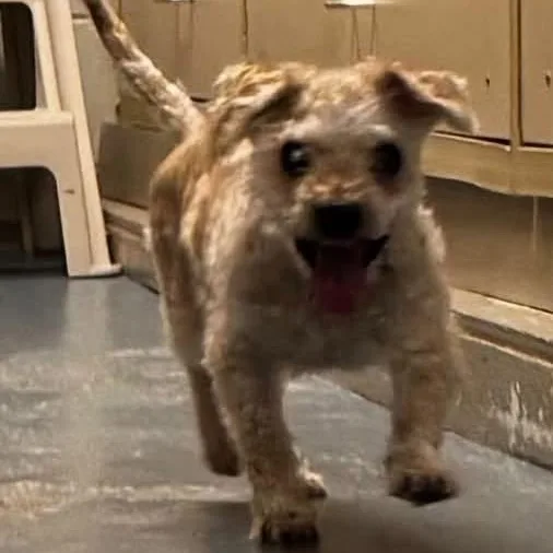 A senior small-sized male Miniature Poodle dog named Waffles for adoption in Canton, MA
