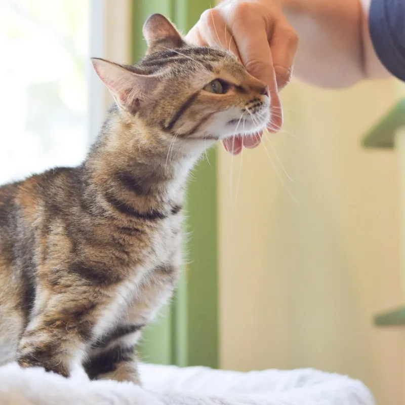 An adult medium-sized female Buff / Tan / Fawn Domestic Short Hair cat named Cutie for adoption in Kailua Kona, HI