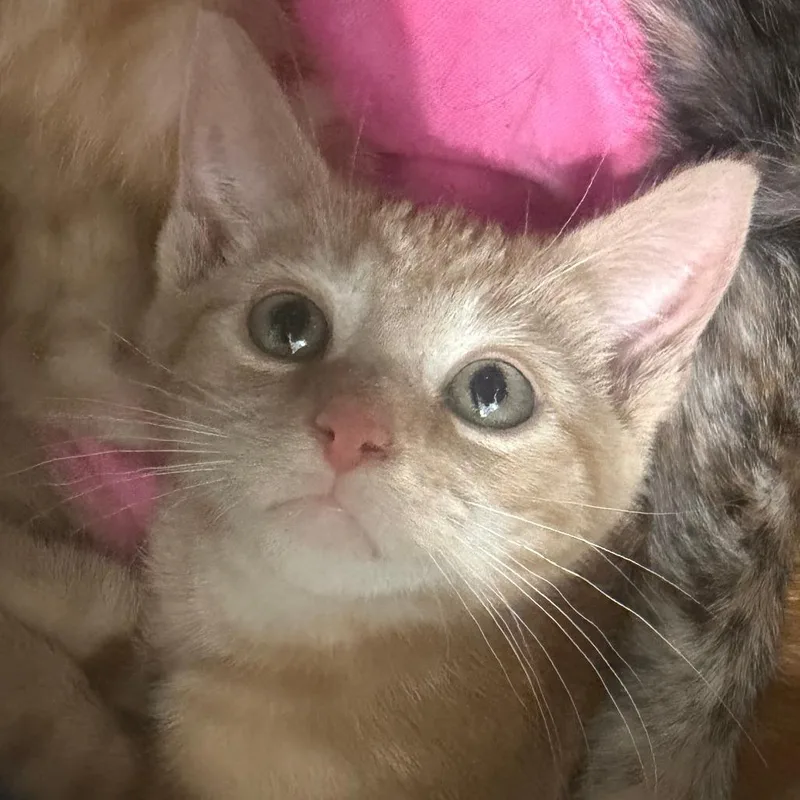 Darla
