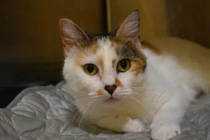 An adult medium-sized female Domestic Short Hair cat named Kaiju for adoption in Kansas City, MO