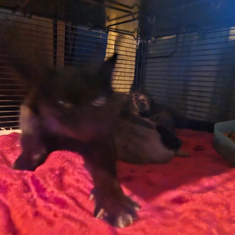 A young small-sized female Black Domestic Short Hair cat named Felinakiss  Nursing Mom for adoption in Ringtown, PA