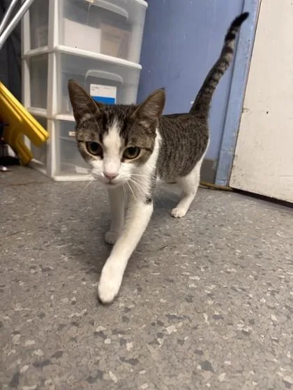 An adult small-sized female Domestic Short Hair cat named Cassidy for adoption in Roseville, CA