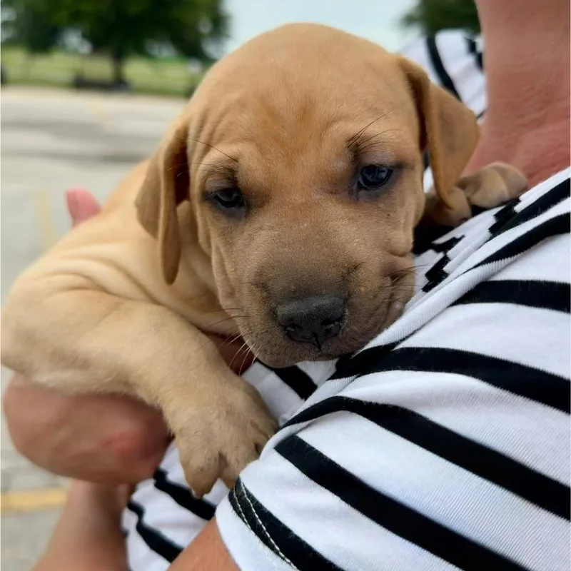 A baby medium-sized female Mixed Breed dog named Blondy for adoption in Pearsall, TX
