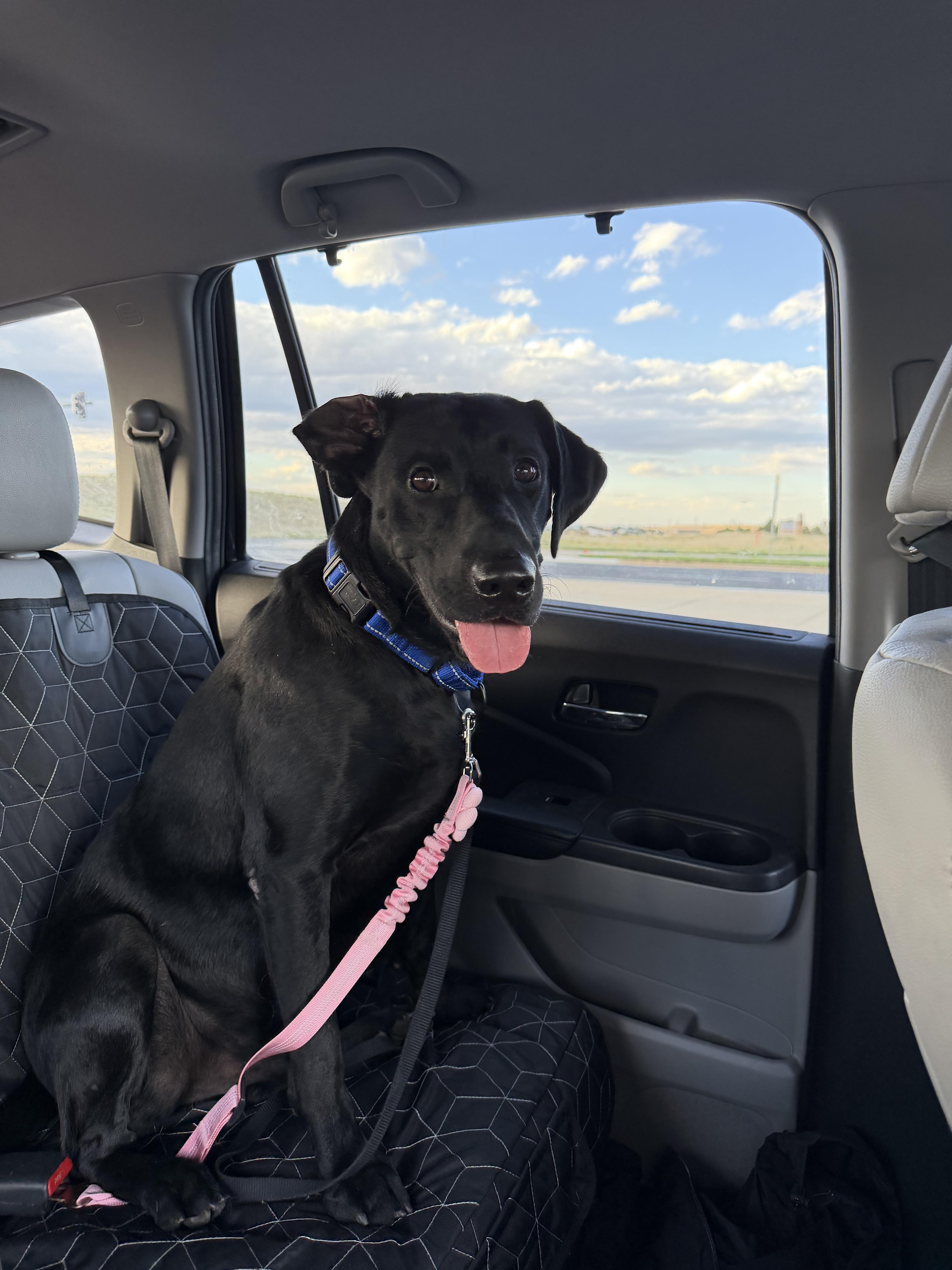 A young medium-sized male Black Labrador Retriever dog named Titus for adoption in Windsor, CO