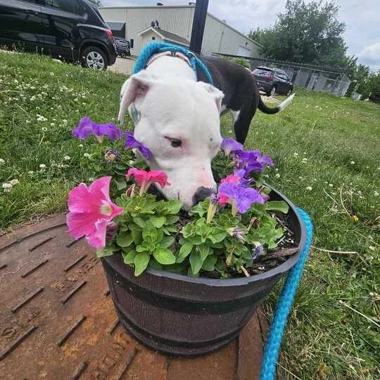 A young medium-sized female White / Cream Mixed Breed dog named PEZ Candy for adoption in Davenport, IA