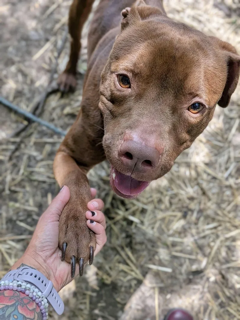 An adult medium-sized male Brown / Chocolate Pit Bull Terrier dog named Lord Farquaad for adoption in Chicago, IL