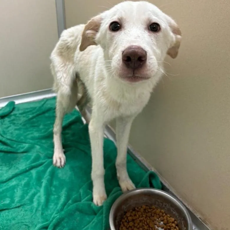 An adult medium-sized male Mixed Breed dog named Slim Jim for adoption in Kingman, KS