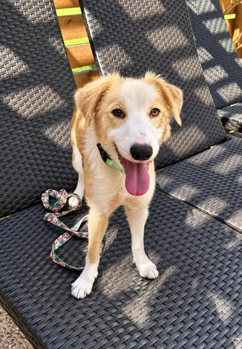 A young medium-sized female Labrador Retriever dog named Iridessa for adoption in Brooklyn, NY