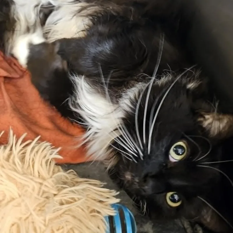 An adult small-sized female Domestic Long Hair cat named Cloe for adoption in Kennebunk, ME