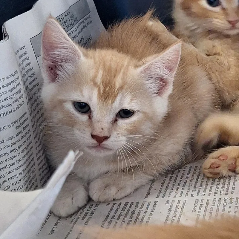 A baby small-sized male Orange / Red Domestic Medium Hair cat named Simba for adoption in Montgomery, AL