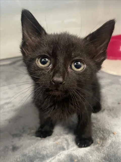 A baby small-sized male Domestic Short Hair cat named Cielo for adoption in Tracy, CA
