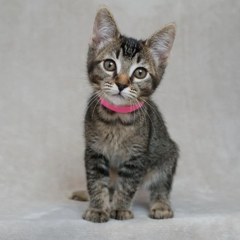 A baby small-sized female Brown / Chocolate Domestic Short Hair cat named Minestrone for adoption in Sunnyvale, CA