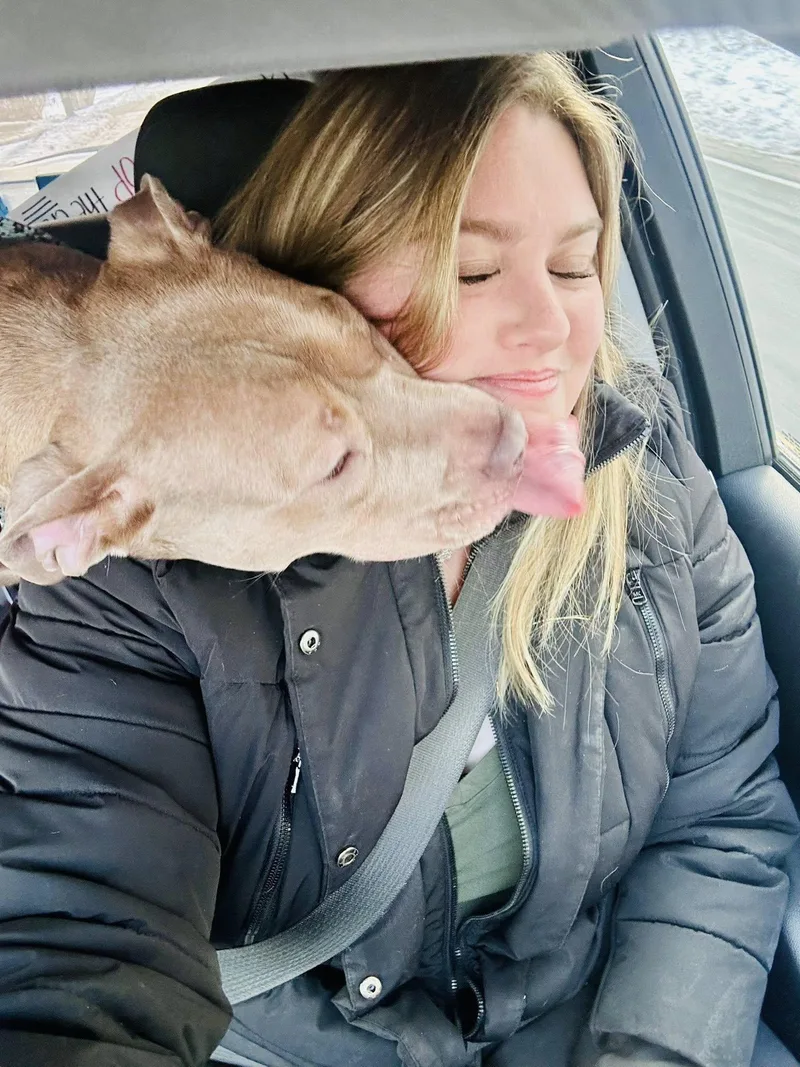A young medium-sized female Pit Bull Terrier dog named Lola for adoption in Bethel, CT