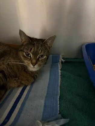 An adult small-sized female Domestic Short Hair cat named Ladybug for adoption in West Chester, PA
